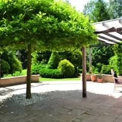 Platan kulisty tworzy cień na tarasie z meblami ogrodowymi. W tle bujna zieleń i pergola.