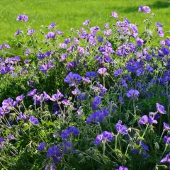 Kwitnący geranium kwiat w odcieniach fioletu i niebieskiego, otoczony zieloną trawą.