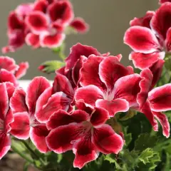 Piękne, karminowe kwiaty pelargonii królewskiej z białymi brzegami płatków, w pełnym rozkwicie.