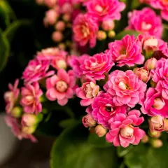 Kwitnące kalanchoe w odcieniach różu, z zielonymi liśćmi w tle.
