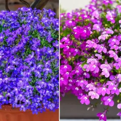 Dwa obrazy: po lewej obficie kwitnąca, niebieska lobelia wieloletnia w donicy, po prawej fioletowo-różowa lobelia wieloletnia zwisająca.