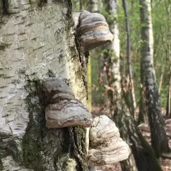 Kilka okazów huby drzewnej wyrasta z pnia brzozy w lesie.