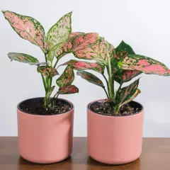 Dwa doniczkowe aglaonema kwiaty z różowo-zielonymi liśćmi, stojące na drewnianym blacie.