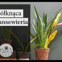 Sansewieria trująca? Objawy, pierwsza pomoc i bezpieczna uprawa