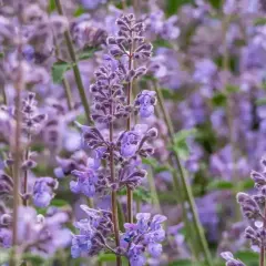 Kocimiętka kwitnie latem, obsypana fioletowymi kwiatami.