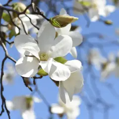 Delikatne, białe kwiaty magnolii rozkwitają na tle błękitnego nieba. Wiosna w pełni, kiedy kwitnie magnolia, przynosi piękno i nadzieję.