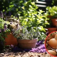 Skorupki jajek dla kwiatów: Którym pomogą, a którym zaszkodzą?