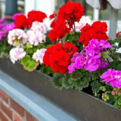 Kwiaty w skrzynce: czerwone, różowe i fioletowe pelargonie. Czy pelargonie można podlewać drożdżami?