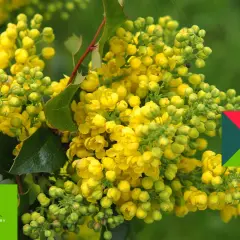 Kwitnąca mahonia, różne odmiany tej rośliny zachwycają żółtymi kwiatami. W tle zielony ogród.