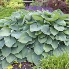 Ogromna, błękitna hosta 'Blue Angel' z kroplami rosy na liściach, otoczona zielenią i fioletowymi kwiatami.