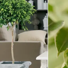 Zielony beniaminek kwiat w donicy, obok kanapy i stolika. Po prawej zbliżenie liści.