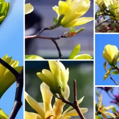 Piękne, żółte magnolie rozkwitają na tle błękitnego nieba. Ich delikatne płatki tworzą wiosenną kompozycję.