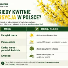 Kiedy kwitnie forsycja w Polsce? Intensywne, żółte kwiaty pojawiają się wczesną wiosną, od początku marca do kwietnia, w zależności od regionu i pogody.