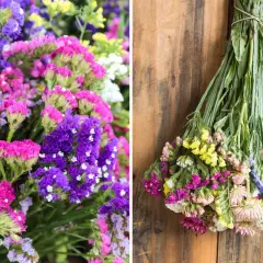 Kolorowe bukiety limonium w odcieniach fioletu, różu i żółci. Jedna część ukazuje je w zbliżeniu, druga – związane i suszące się na drewnianym tle.