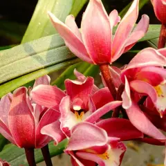 Kwitnące storczyki cymbidium w kolorze różowym z zielonymi liśćmi w tle.