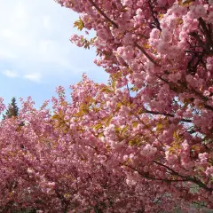 Kwiaty różowego **sakura drzewo** tworzą gęsty baldachim na tle błękitnego nieba z chmurkami.