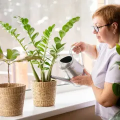 Kobieta podlewa zielony zamiokulkas z konewki. Roślina stoi na parapecie obok innych kwiatów.