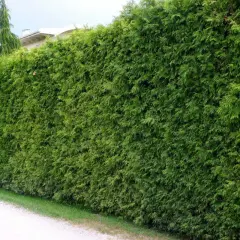 Gęsty żywopłot z tui, który potrzebuje regularnego podlewania, tworzy zieloną ścianę przy żwirowej ścieżce.