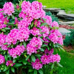 Piękny rododendron kiedy kwitnie, w pełni wiosny, otoczony zielenią i kamienną ścieżką.