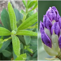 Zielony rododendron nie kwitnie, ale jego pąki zapowiadają fioletowe piękno.