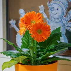 Pomarańczowa gerbera doniczkowa kwitnie na tle zimowych ozdób okiennych ze śnieżynkami.