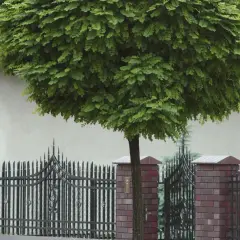 Kula zieleni robinia akacjowa umbraculifera, ozdobna roślina o gęstej koronie, rośnie za ozdobnym, metalowym ogrodzeniem.