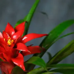 Czerwona bromelia z zielonymi liśćmi na ciemnym tle.