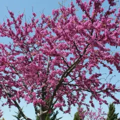 Kwiaty robinia akacjowa różowa pokrywają gałęzie drzewa, tworząc spektakularny widok na tle błękitnego nieba.