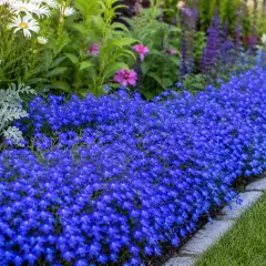 Piękna, błękitna lobelia kwitnie obficie. Zastanawiasz się, dlaczego lobelia usycha? Może potrzebuje więcej wody lub słońca.