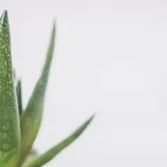 Zielony aloes z kroplami wody na liściach. Dowiedz się, jak często podlewać aloes, by cieszyć się jego zdrowym wyglądem.