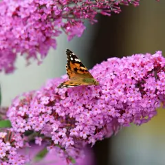 Motyl na kwitnącym krzewie motyli, przyciągnięty przez fioletowe kwiaty.