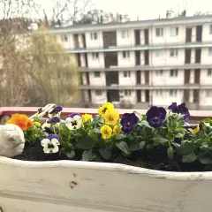 Kolorowe bratki w skrzynce na balkonie, kwitnące od wiosny do jesieni, cieszą oko.