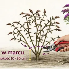 Prawidłowe budleja przycinanie w marcu na wysokość 10-30 cm. Sekatorem tniemy pędy, by roślina pięknie kwitła.