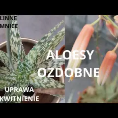 Kwitnienie aloesu w domu: Jak to osiągnąć i dlaczego nie kwitnie?