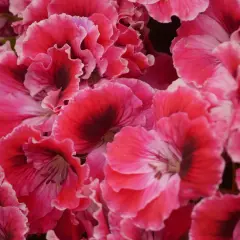 Mnóstwo pięknych, karbowanych płatków pelargonii angielskich w odcieniach różu i czerwieni z ciemniejszymi środkami.