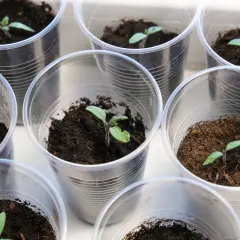 Młode sadzonki pomidorów w plastikowych kubeczkach, gotowe do podlewania. Delikatne zielone listki potrzebują odpowiedniej wilgoci, by rosnąć.