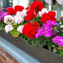 Kwiaty w skrzynce: czerwone, różowe i fioletowe pelargonie. Czy pelargonie można podlewać drożdżami?