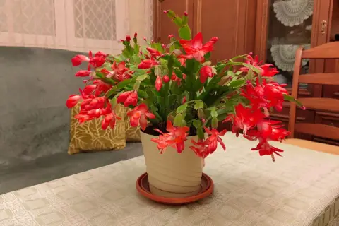 Kwitnący grudnik w jasnej doniczce, gotowy do podlania. Piękne, czerwone kwiaty na tle kanapy i mebli.