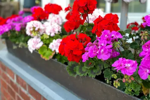 Kwiaty w skrzynce: czerwone, różowe i fioletowe pelargonie. Czy pelargonie można podlewać drożdżami?