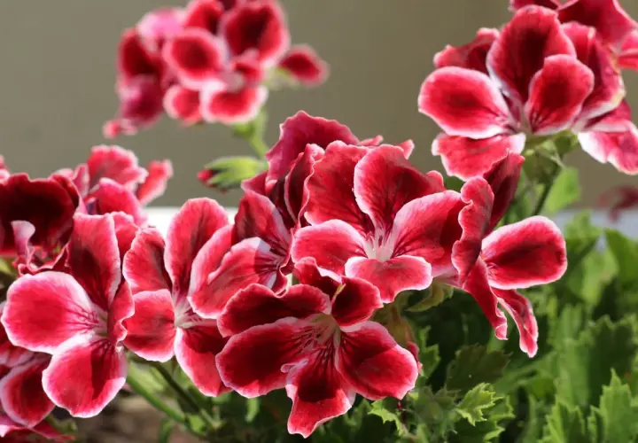 Piękne, karminowe kwiaty pelargonii królewskiej z białymi brzegami płatków, w pełnym rozkwicie.