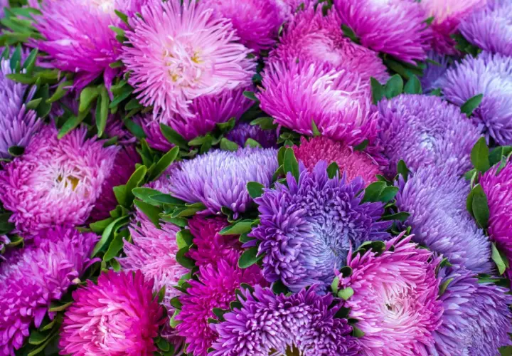 Gęsty bukiet fioletowych i różowych kwiatów jednorocznych, z zielonymi liśćmi.