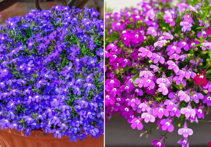 Dwa obrazy: po lewej obficie kwitnąca, niebieska lobelia wieloletnia w donicy, po prawej fioletowo-różowa lobelia wieloletnia zwisająca.