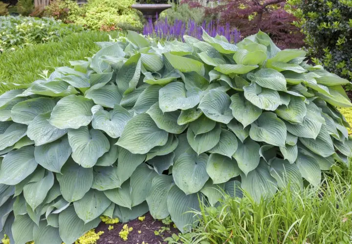 Ogromna, błękitna hosta 'Blue Angel' z kroplami rosy na liściach, otoczona zielenią i fioletowymi kwiatami.
