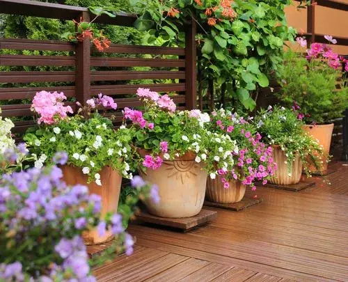 Jakie kwiaty na taras? Inspiracje i porady na piękny balkon