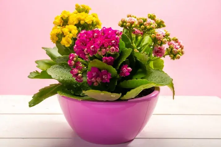 Kalanchoe: Jak dbać, by kwitło latami? Poradnik krok po kroku