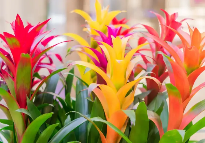 Kolorowy bukiet kwiatów bromelia w odcieniach czerwieni, żółci i pomarańczy, z zielonymi liśćmi.