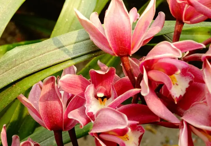 Kwitnące storczyki cymbidium w kolorze różowym z zielonymi liśćmi w tle.