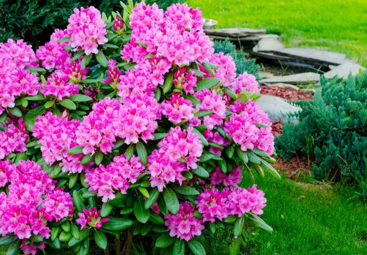 Piękny rododendron kiedy kwitnie, w pełni wiosny, otoczony zielenią i kamienną ścieżką.