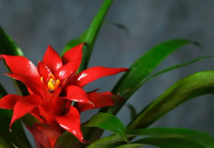 Czerwona bromelia z zielonymi liśćmi na ciemnym tle.