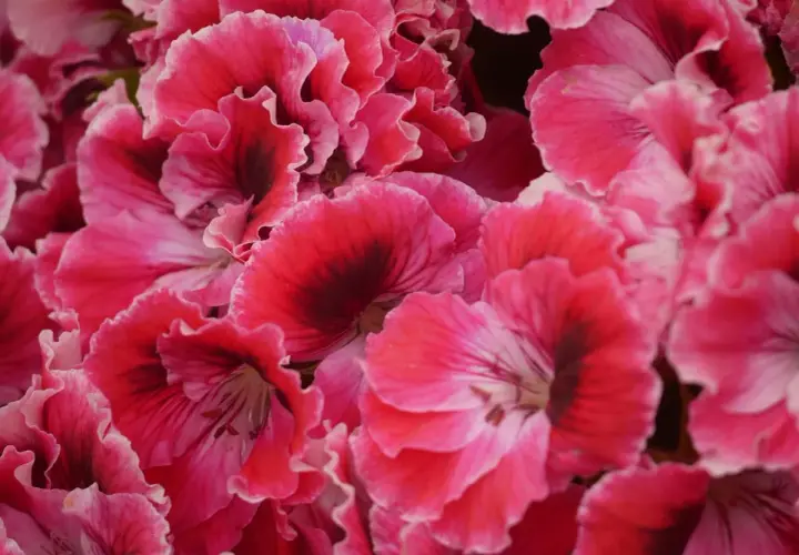 Mnóstwo pięknych, karbowanych płatków pelargonii angielskich w odcieniach różu i czerwieni z ciemniejszymi środkami.
